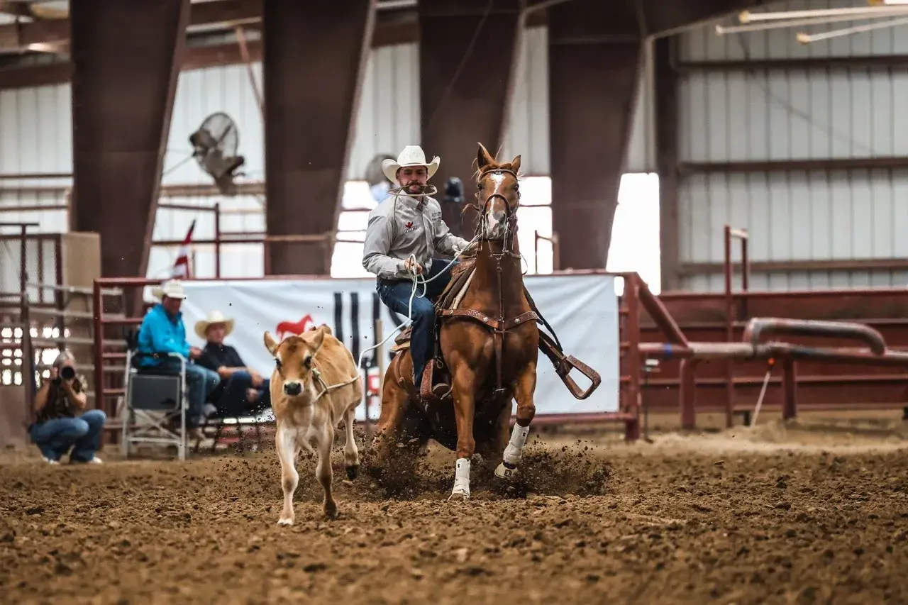 A tie-down roper on a sorrel horse runs down a calf in a covered arena.