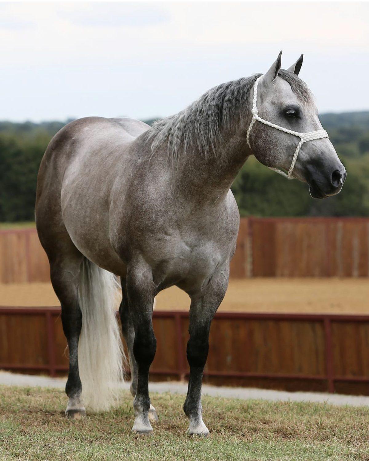 Hired Gun, a gray stallion, standing in a rope halter