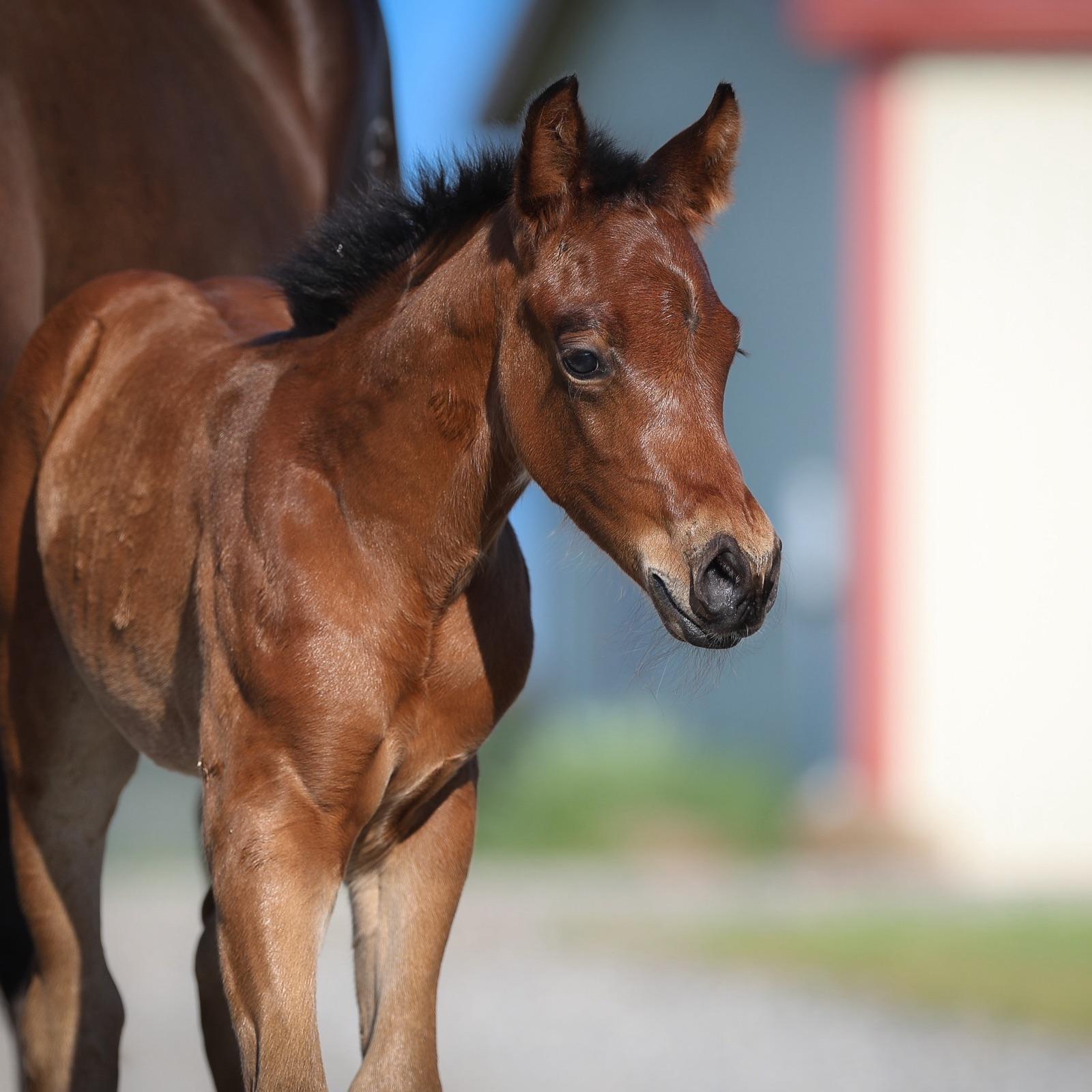 A bay foal walking at the side of its Solo Select recipient mare