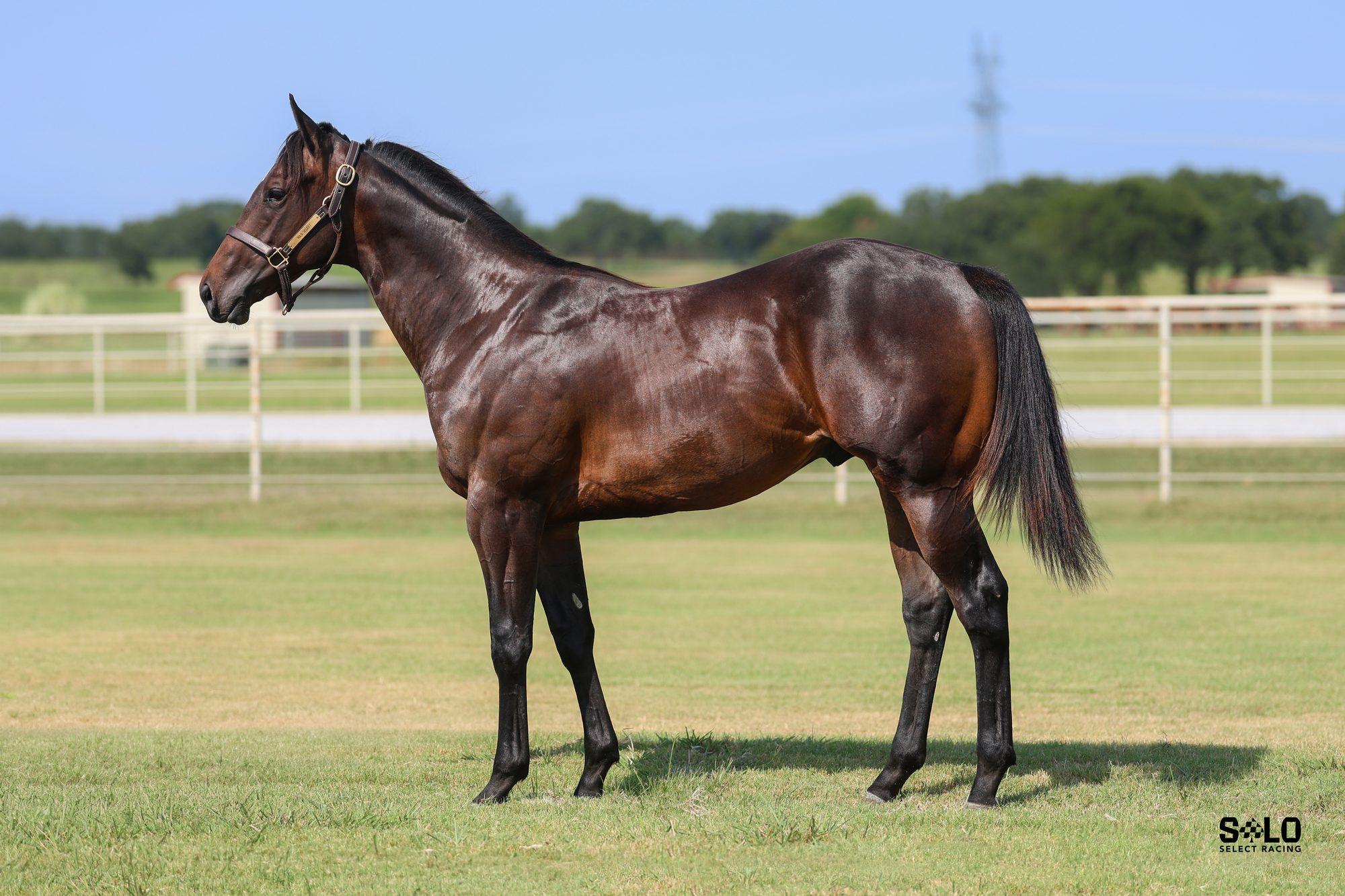 2025 brown colt Cyberwave, Hip 386, by Cyber Monday out of Wave Her Down
