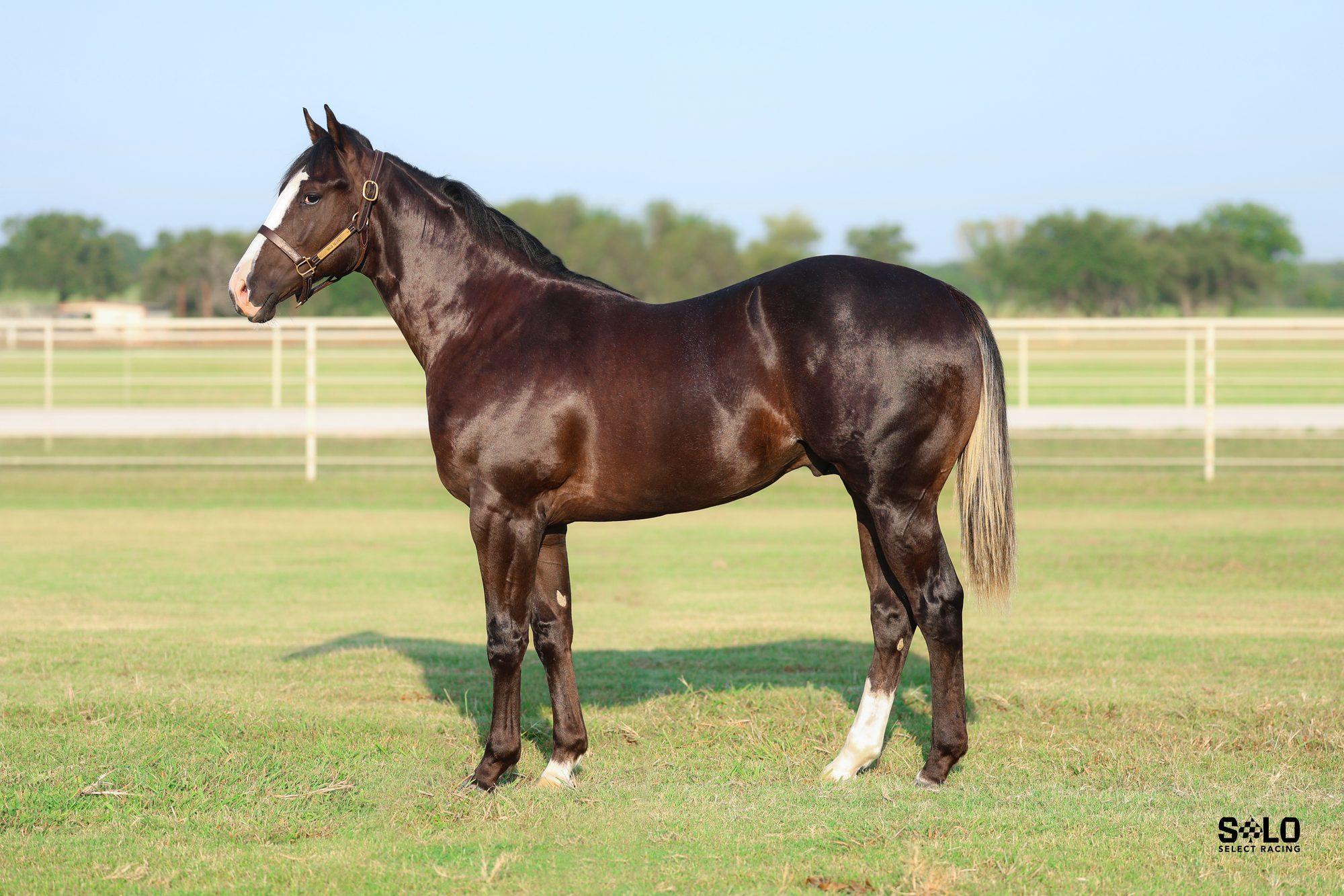 2025 brown colt Lethal Wow, Hip 580, by Kiss My Hocks out of Lethal Reason