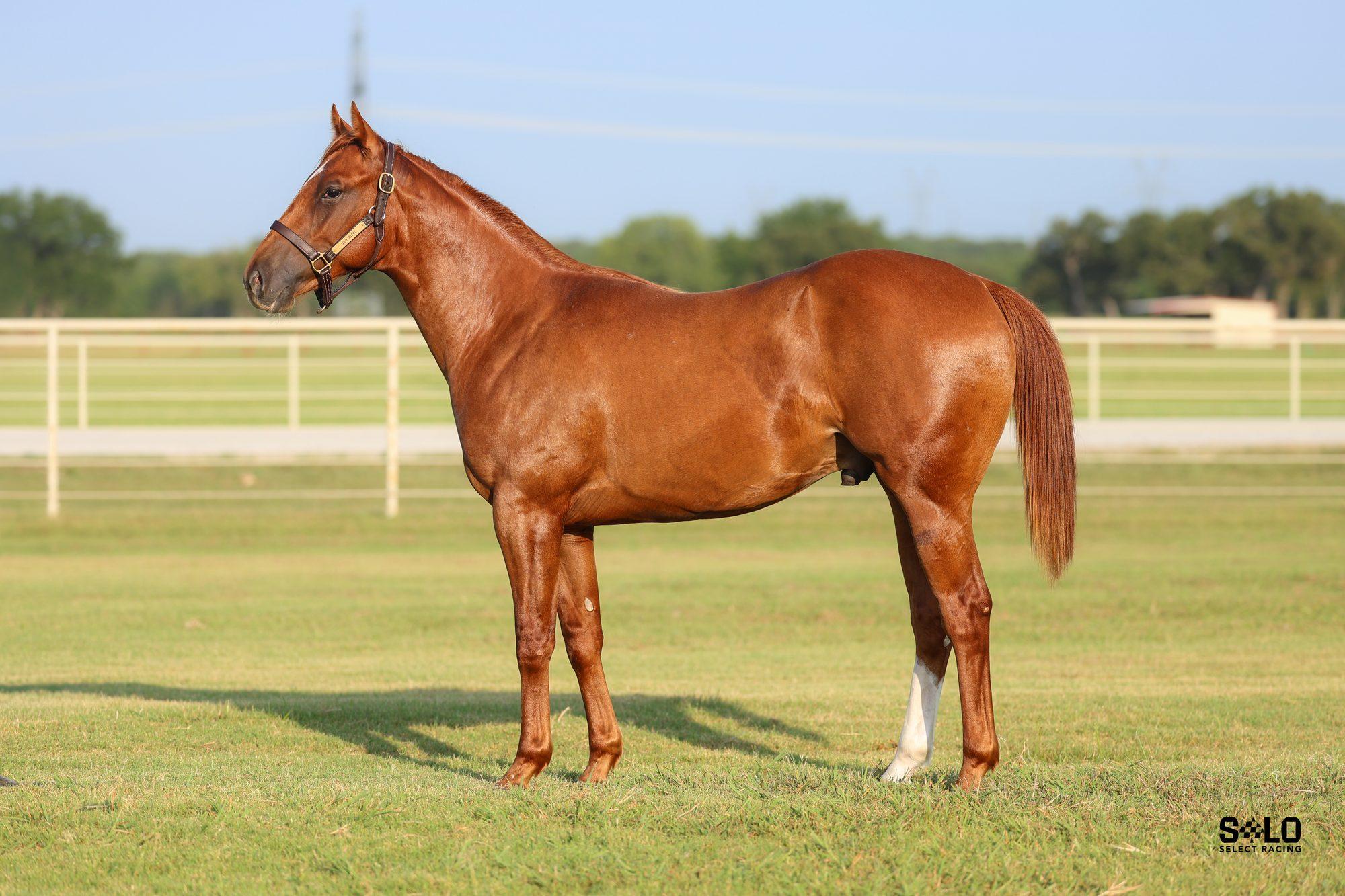 Sir Astica, a yearling consigned by Solo Select to the 2026 Heritage Yearling Sale