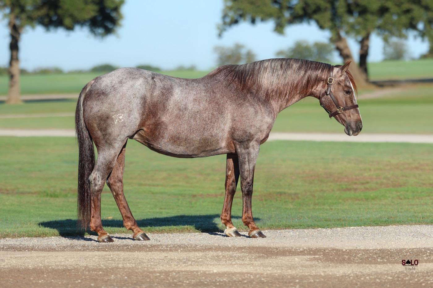 2011 red roan mare Bela Sera, Hip 8102, by One Time Pepto out of Royal Serena Belle