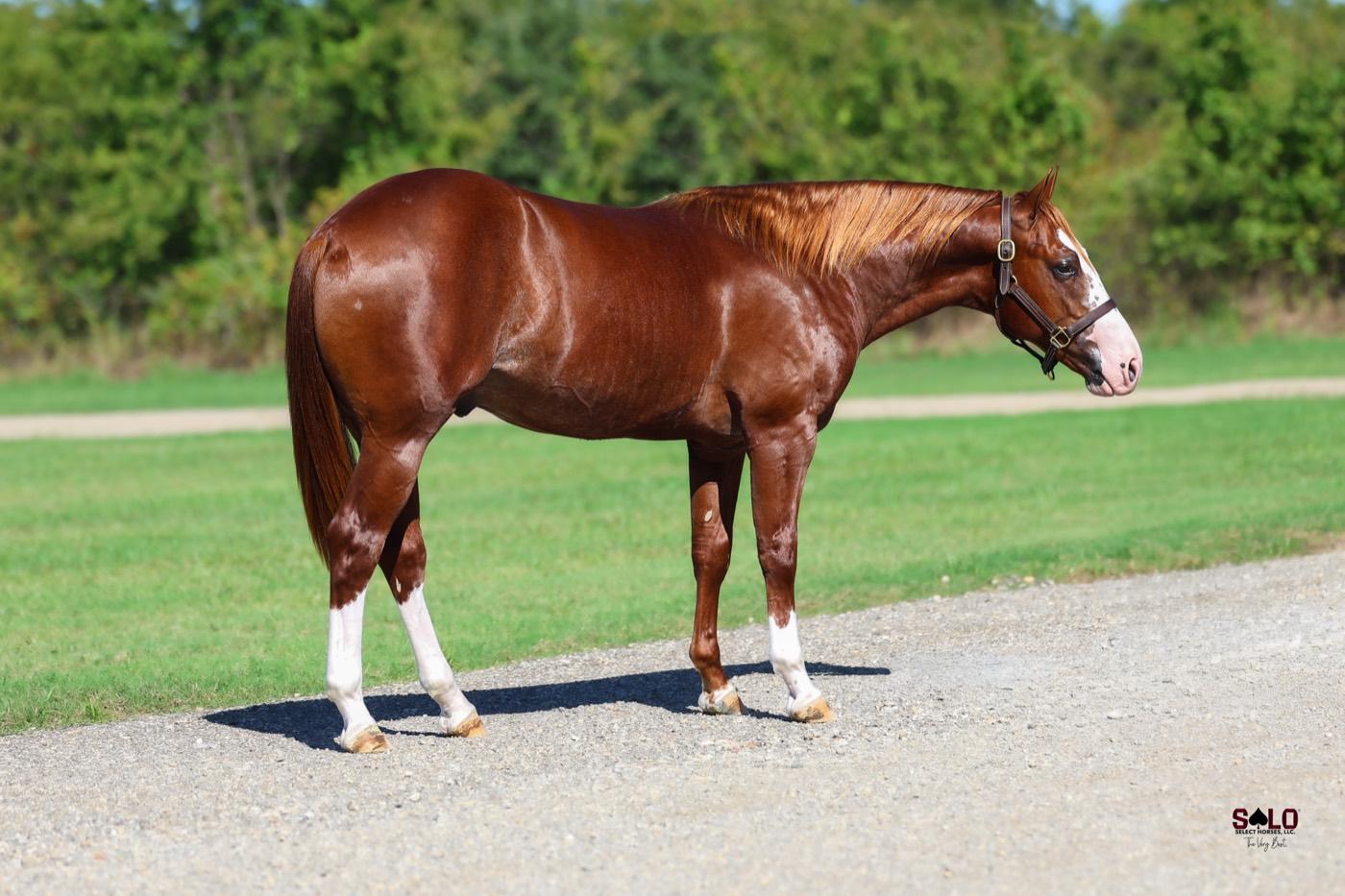 2025 sorrel colt Boon With Envy, Hip 5055, by Badboonarising out of Metallic Envy