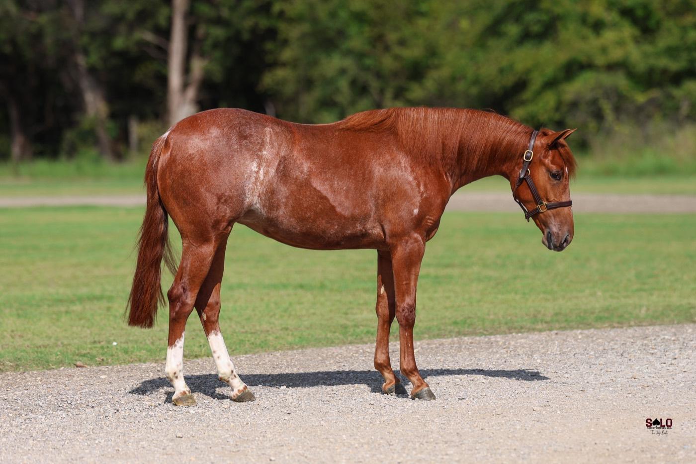 2025 sorrel filly Candy On The Rocks, Hip 8067, by Kit Kat Sugar out of Wicked Little Cat