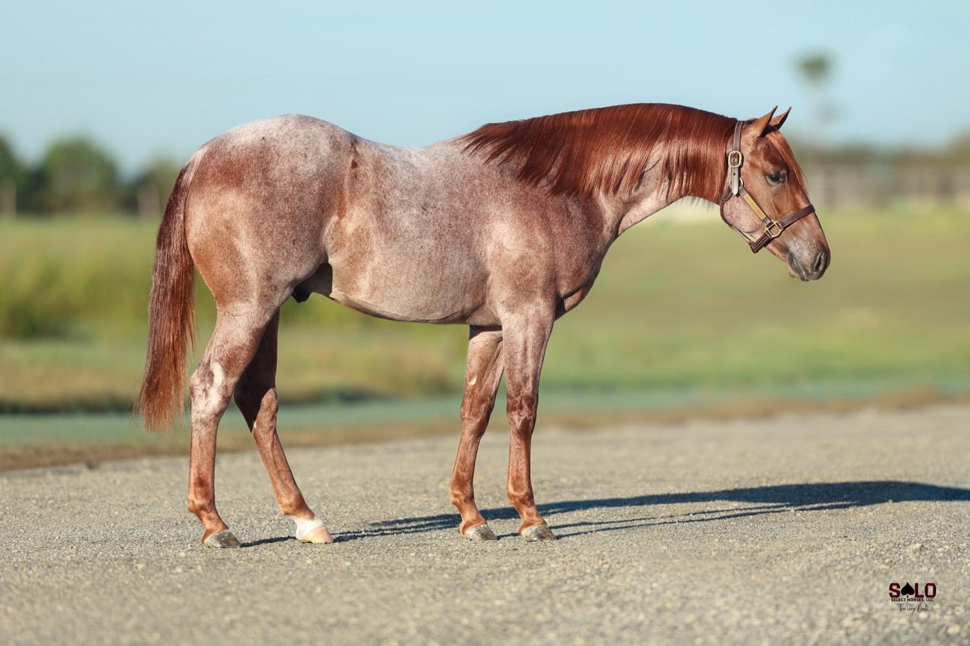 2025 red roan colt Chicano, Hip 9001, by Kit Kat Sugar out of Peptos Chica