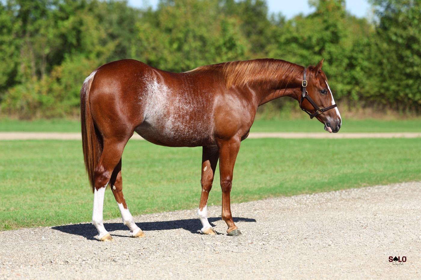 2025 sorrel filly Church Laydee, Hip 8037, by Dual Reyish out of Chickasaw Grace