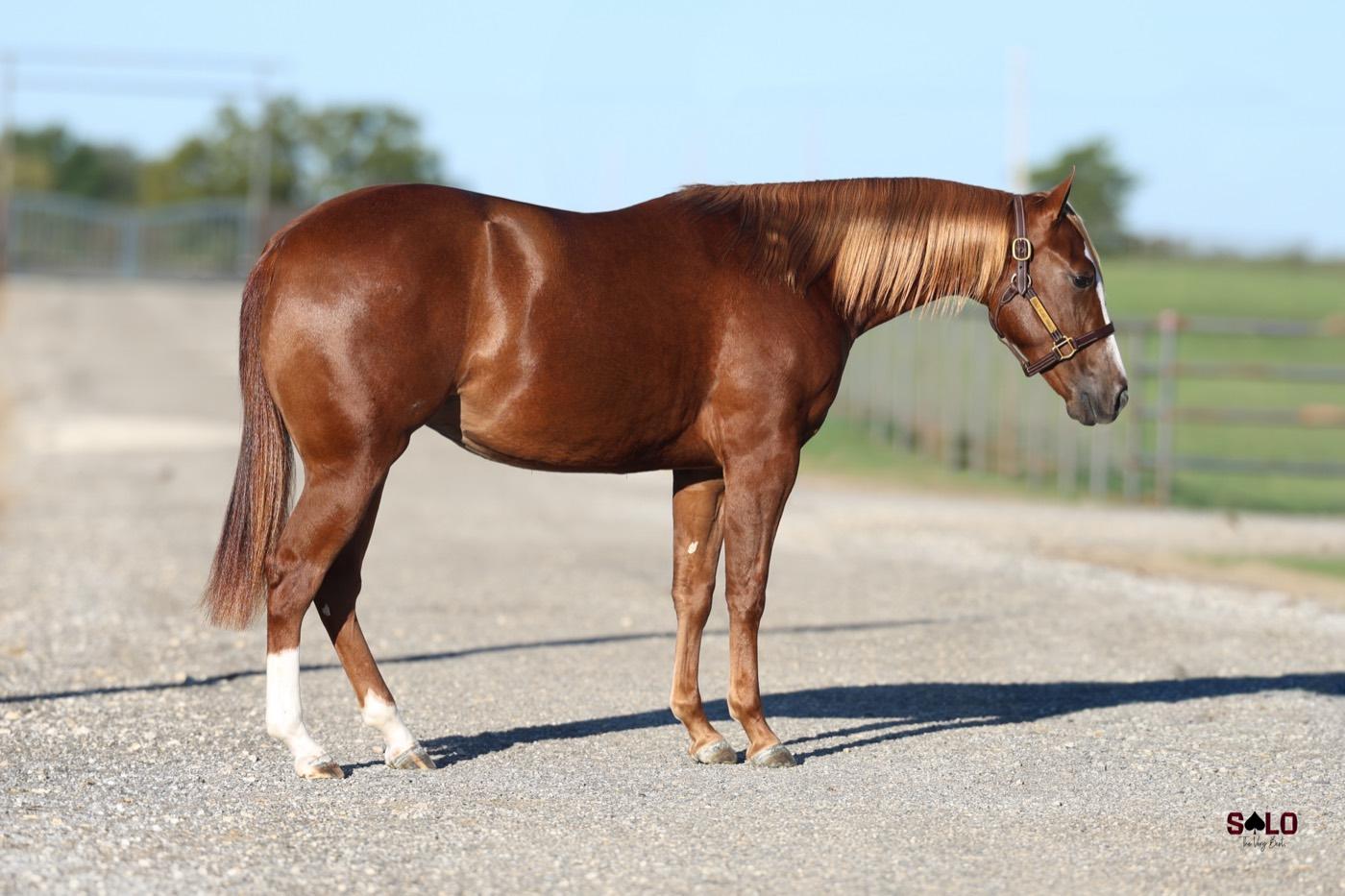 2025 sorrel filly Dezire, Hip 5131, by Woody Be Tuff out of Desire Some Sterling