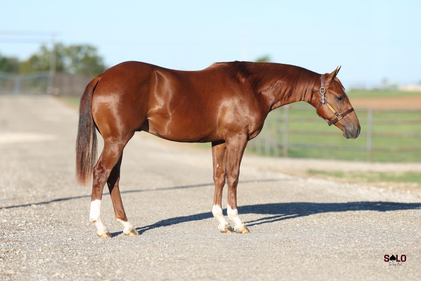2025 sorrel colt DF Rebels Empire, Hip 6056, by Metallic Rebel out of Reys Delight