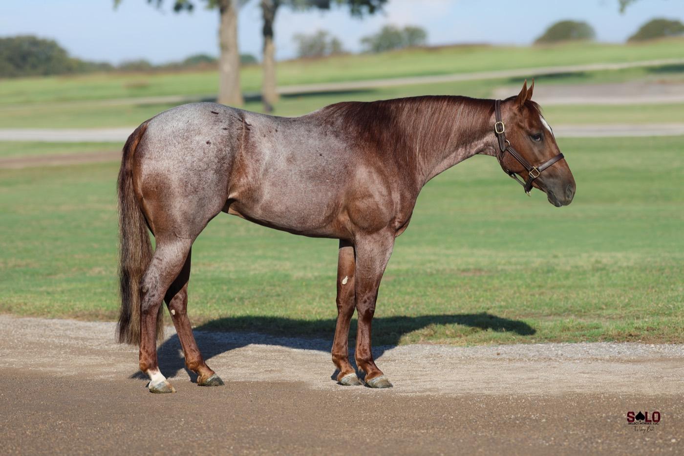 2024 red roan filly DF Wicked Delight, Hip 1122, by Stevie Rey Von out of Reys Delight