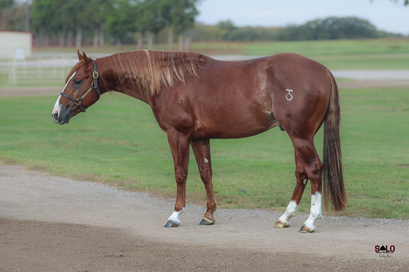 2024 sorrel colt Flaming Hott, Hip 2045, by Metallics MVP out of Hot Cheato