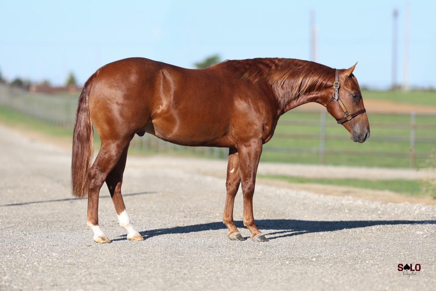 2025 sorrel colt Gettin Buzzed, Hip 9104, by Stevie Rey Von out of Stylish Lizzie