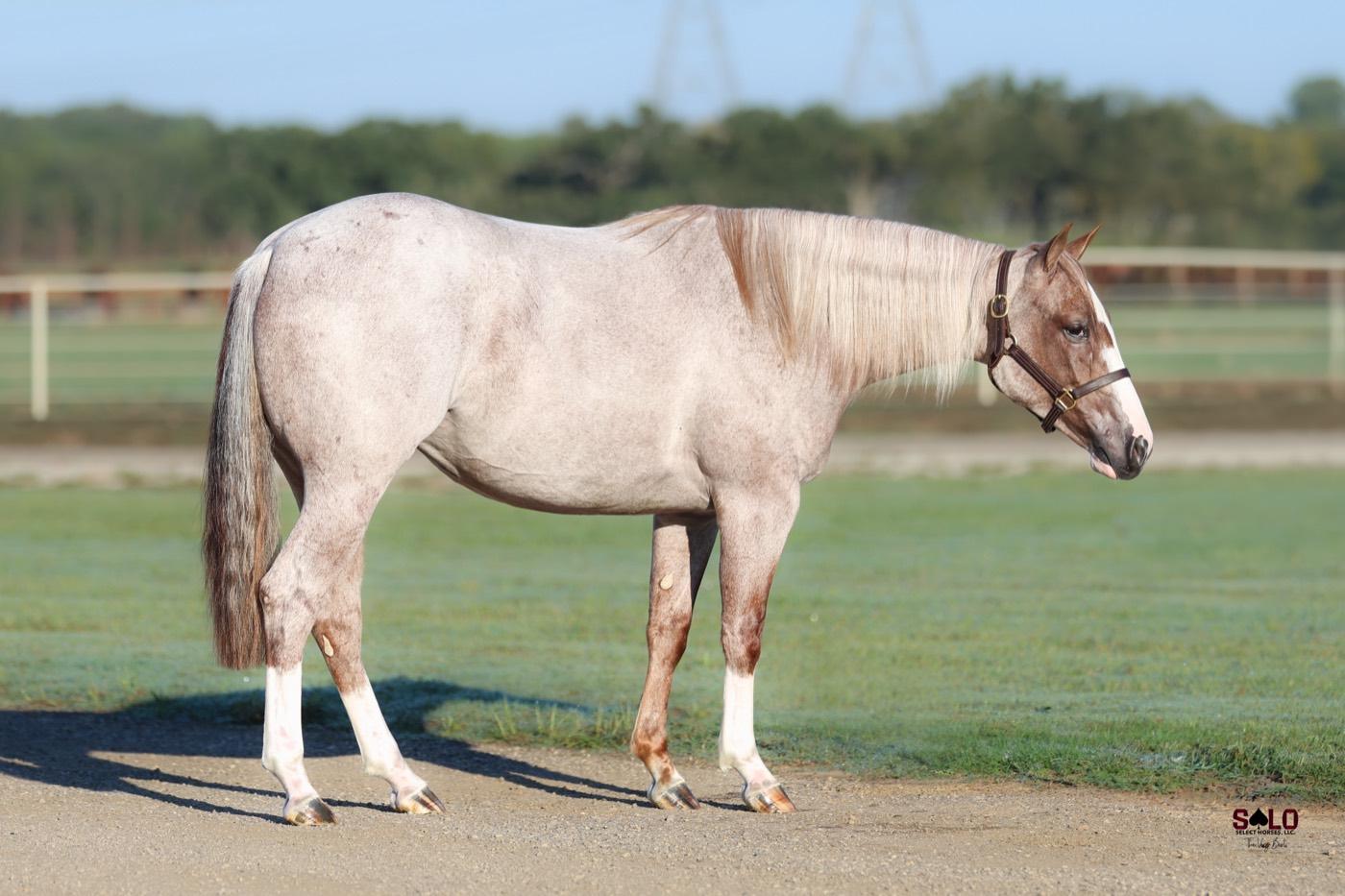 2025 red roan filly Glow Up, Hip 7061, by Once In A Blu Boon out of Luminnous