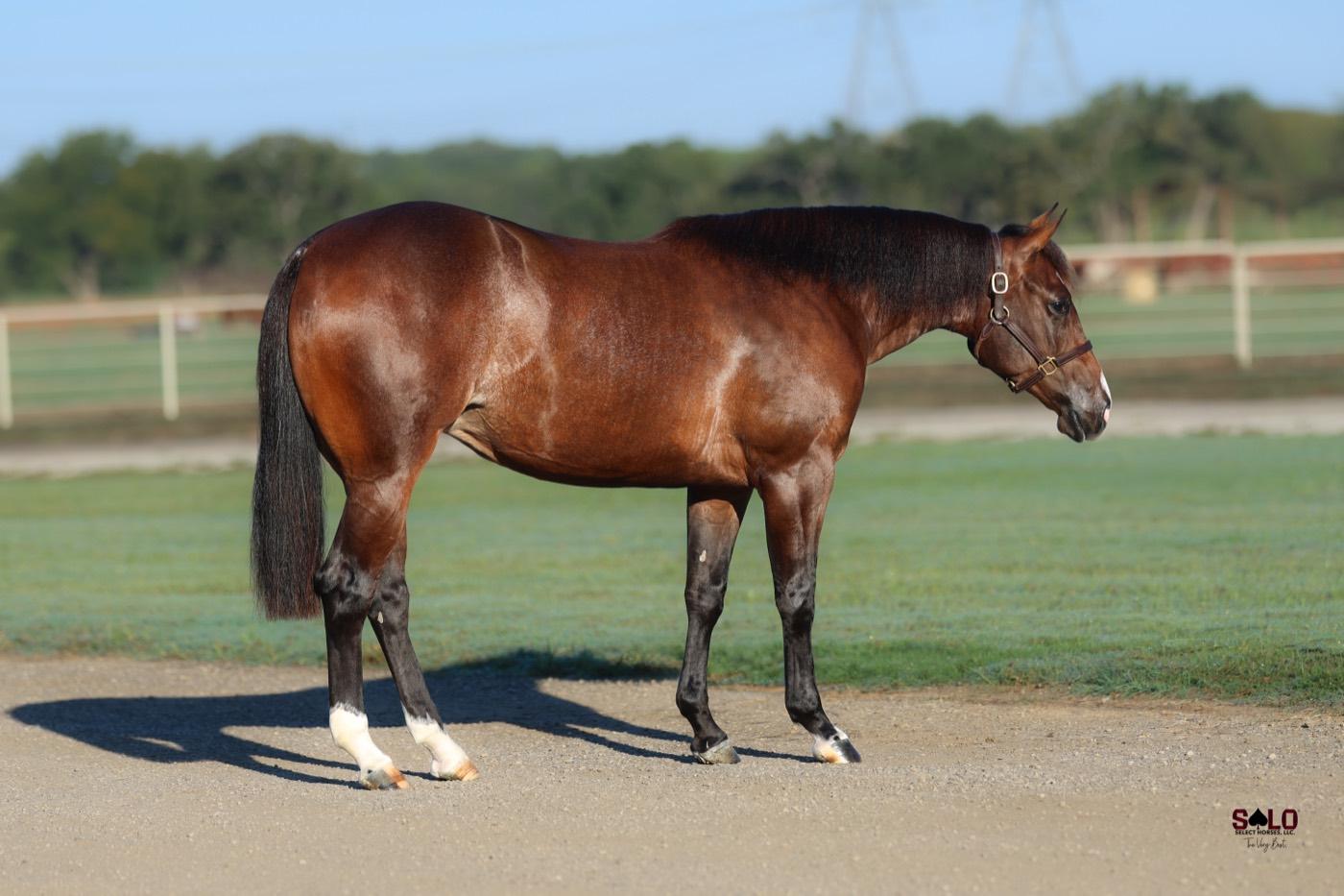 2025 bay filly Got It Bad, Hip 5163, by Badboonarising out of Luminnous