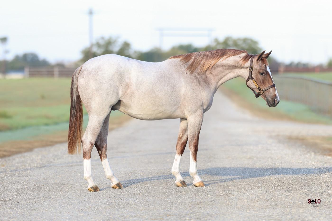 2025 red roan gelding Hesaboons Redemption, Hip 8040, by Once In A Blu Boon out of My Redemption