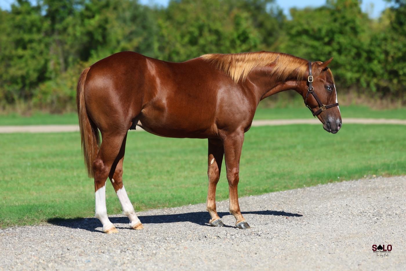2025 sorrel colt Hitchhikerr, Hip 8044, by Smooth Talkin Style out of Miss Lily Rey