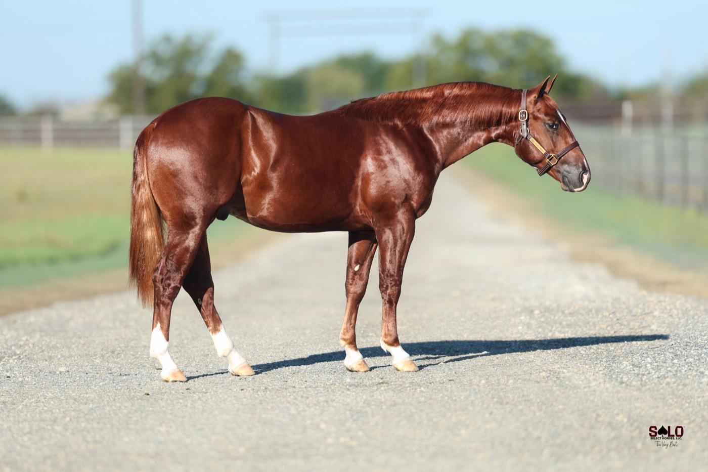 2025 sorrel colt Hot Commodty, Hip 6014, by Countin Hot Checks out of That Catomine