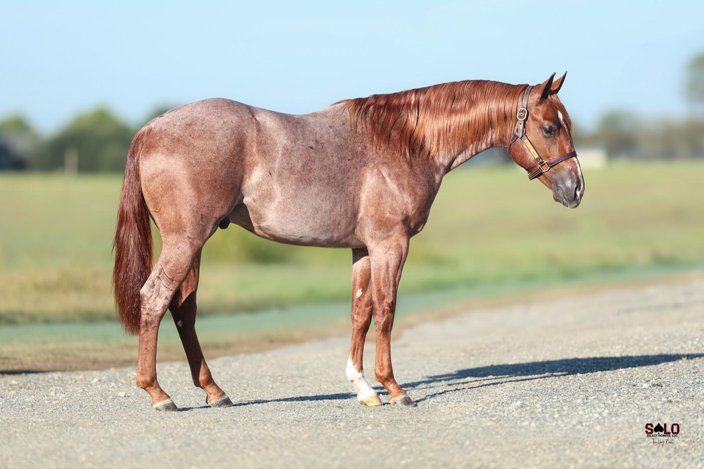 2025 sorrel colt Hummble, Hip 6007, by Metallics MVP out of Too Graceful