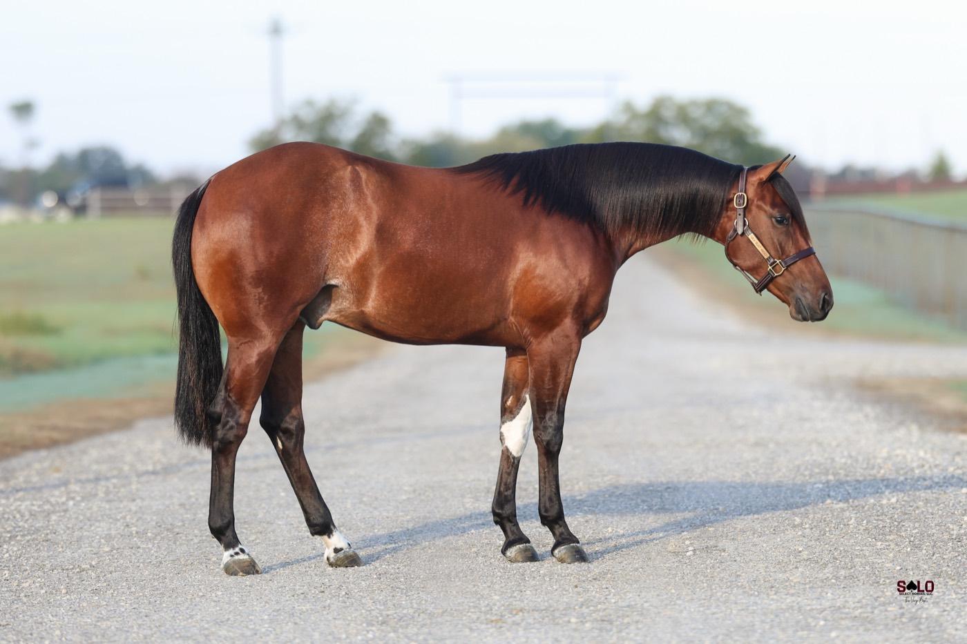 2025 bay gelding I Dont Kneed It, Hip 6118, by Kit Kat Sugar out of SS Blacks Lil Kitty
