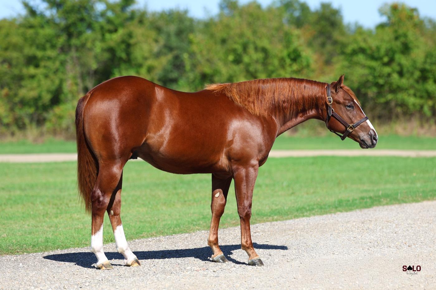 2025 sorrel colt Mailmann, Hip 7055, by Hottish out of Peptos Stylish Sue