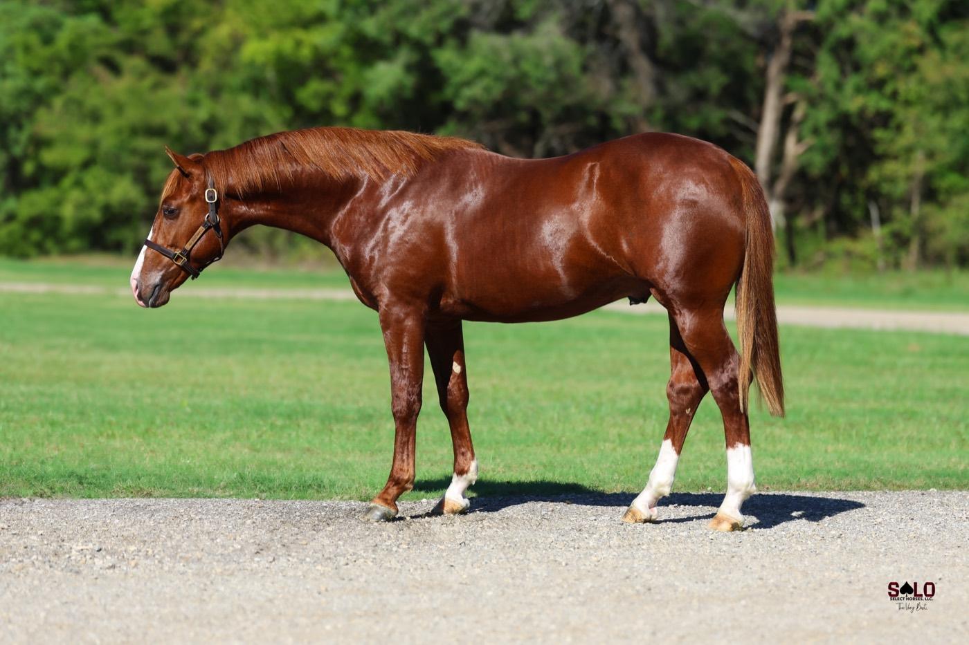 2025 sorrel colt Marathon Mann, Hip 5023, by Rollz Royce out of Ahh Momma Mia