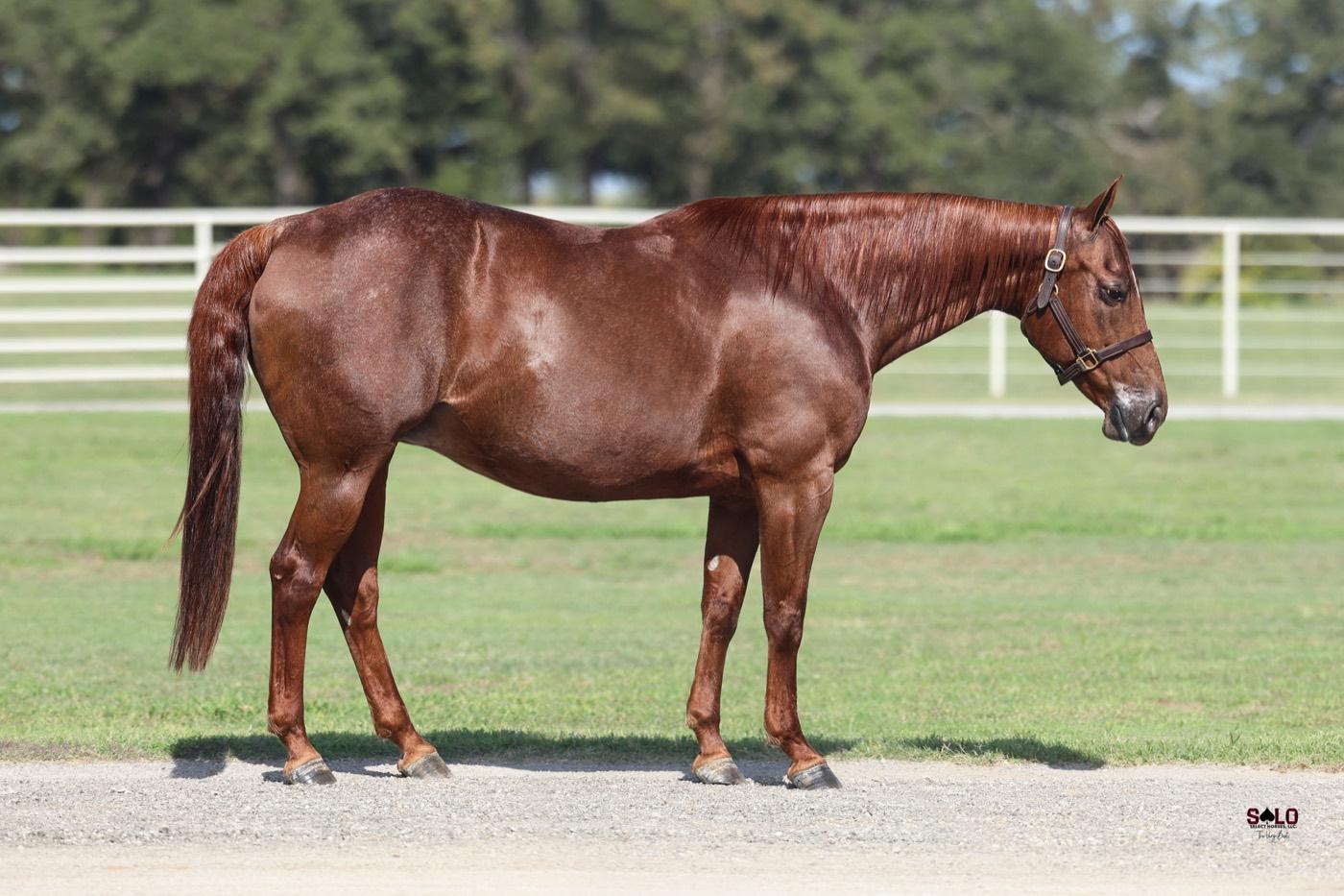 2011 sorrel mare Metallicalexis, Hip 8093, by Metallic Cat out of TM Smart Alexis