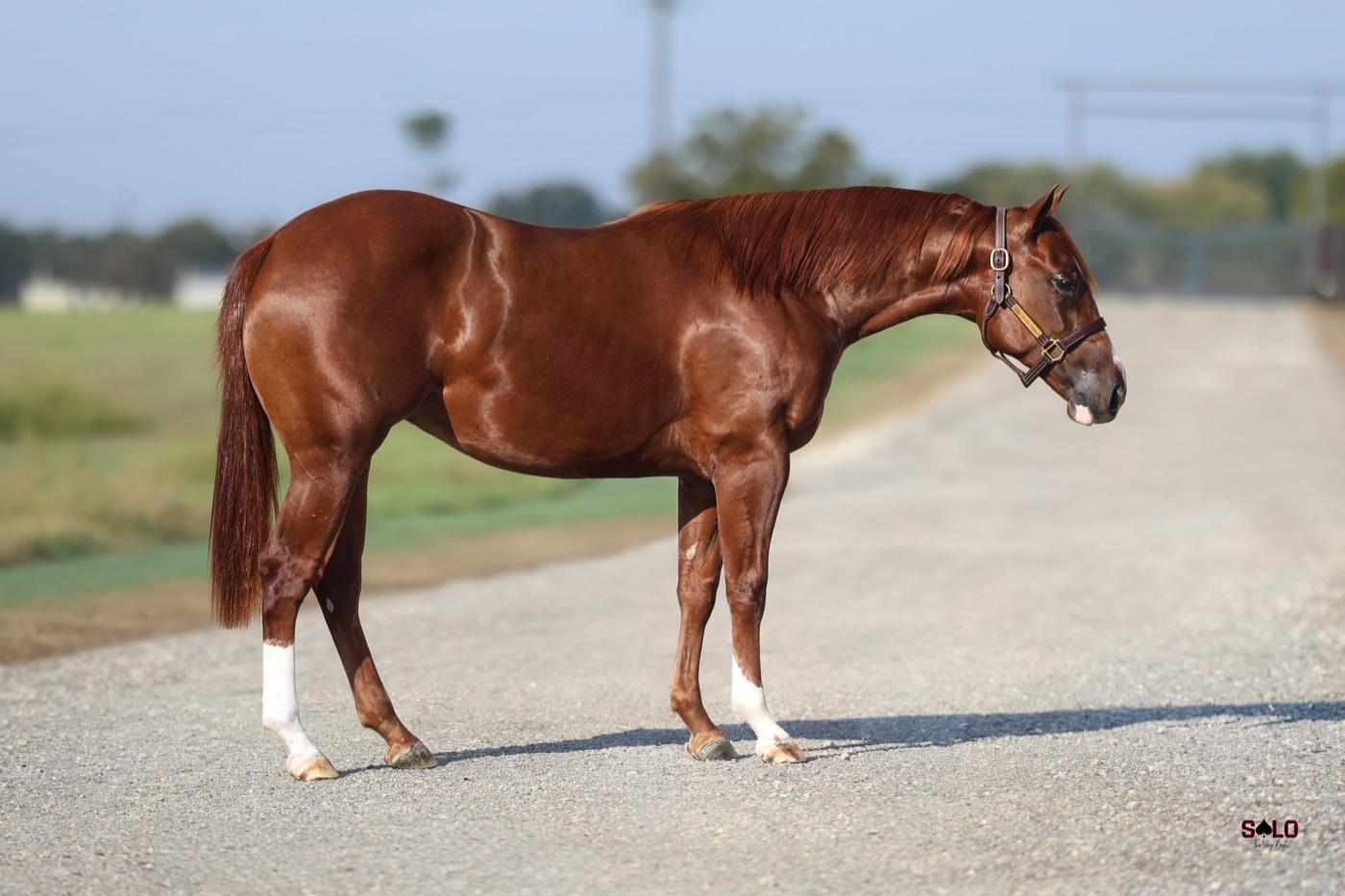 2025 chestnut filly Misbhavin, Hip 6094, by Countin Hot Checks out of Metallic Mandy