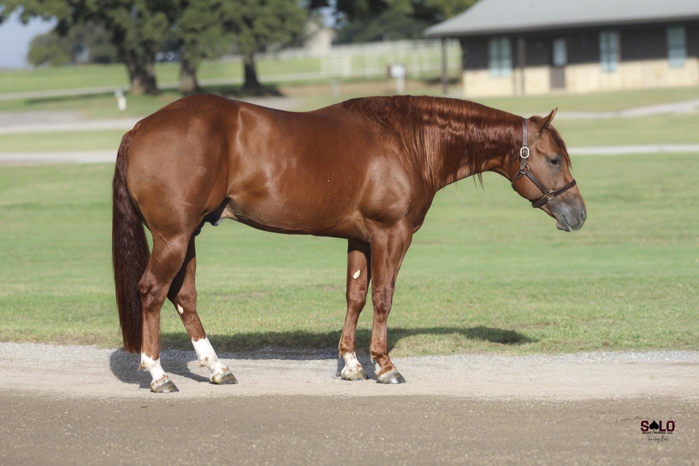 2024 sorrel colt Poison Control, Hip 4093, by Third Edge out of Attakapas