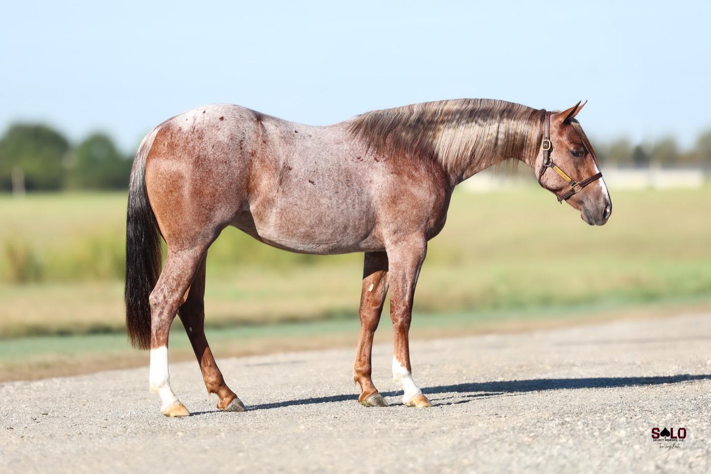 2025 red roan filly Purrrsuasive, Hip 5065, by Stevie Rey Von out of RPL Ich This