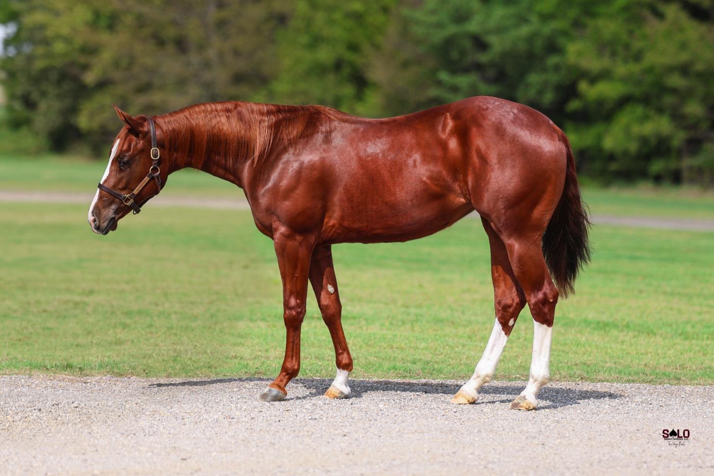 2025 sorrel filly Reyzin Black Magic, Hip 8097, by Catolena Cashin In out of Mettalic Black Magic