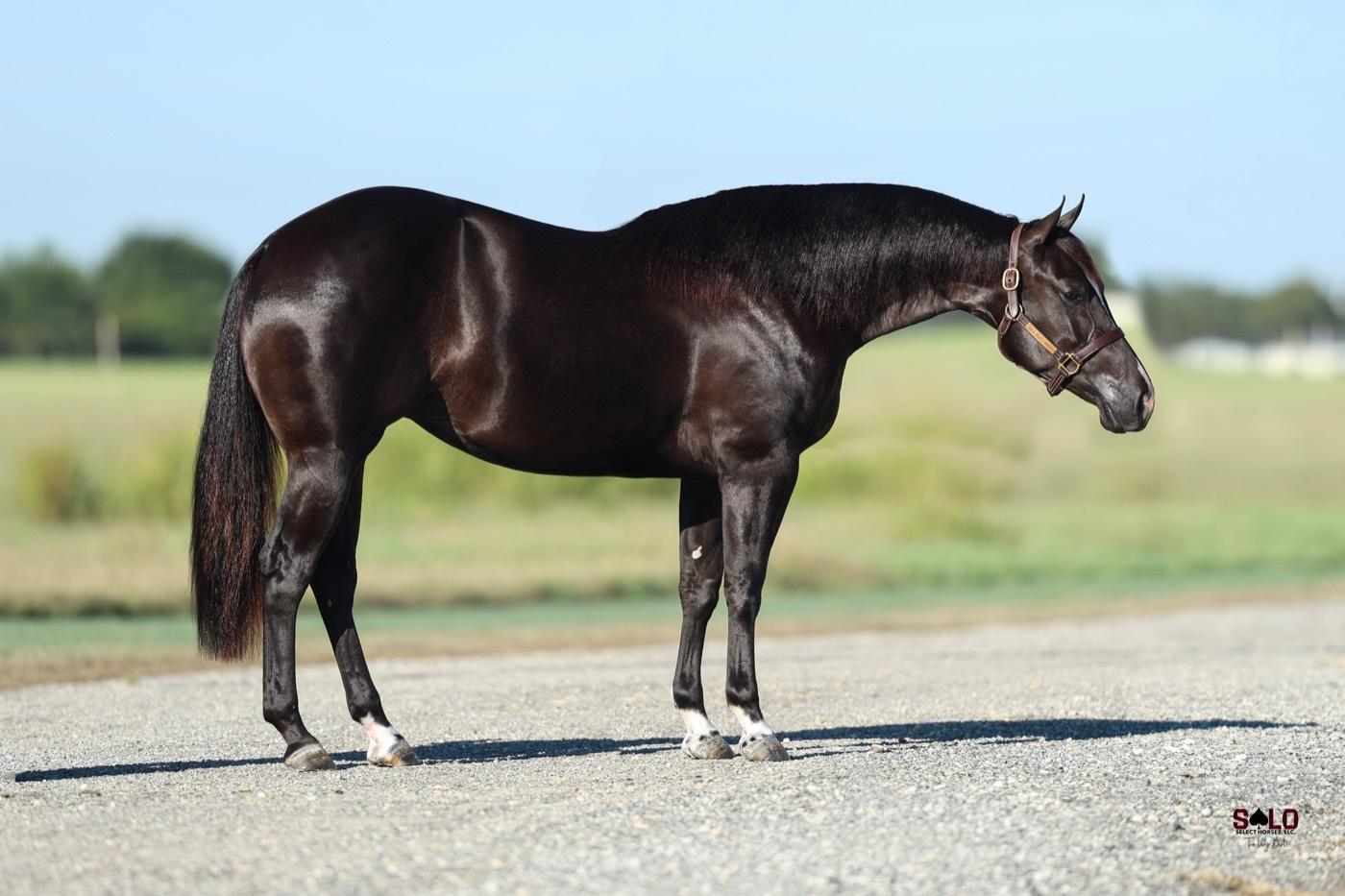 2025 black filly She Baaad, Hip 9139, by Badboonarising out of Blackish
