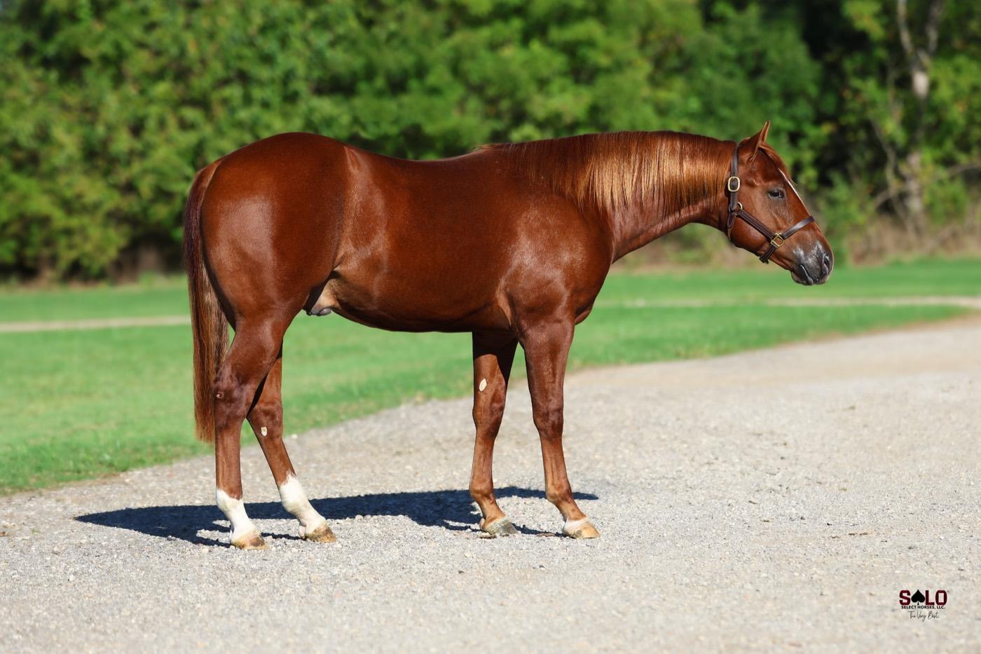 2025 sorrel colt Smooth Talkin Snap, Hip 7043, by Smooth Talkin Style out of Dualsnap