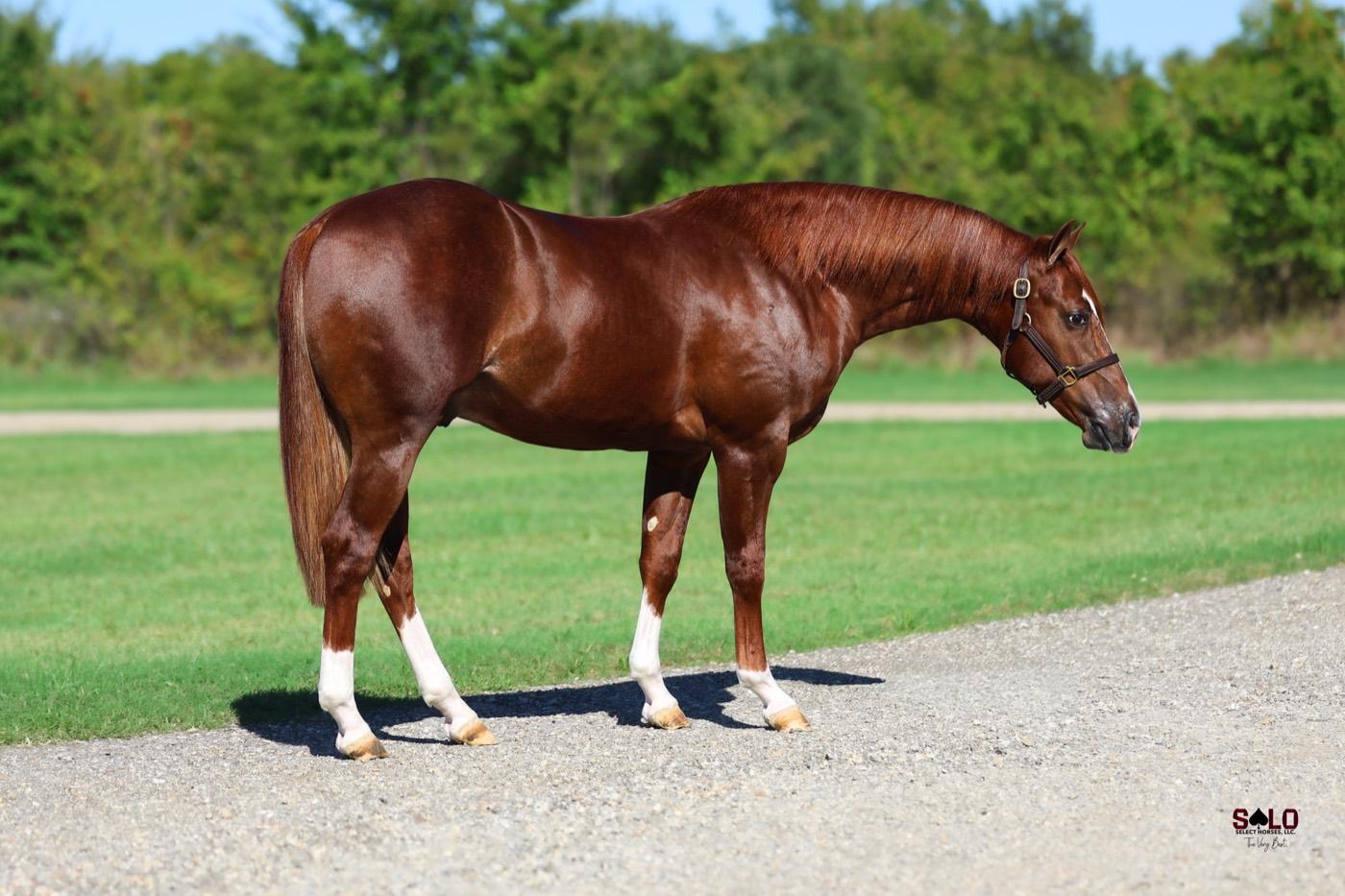 2025 sorrel colt Steeldryver, Hip 8079, by Metallic Cat out of HYA Lights Me Now