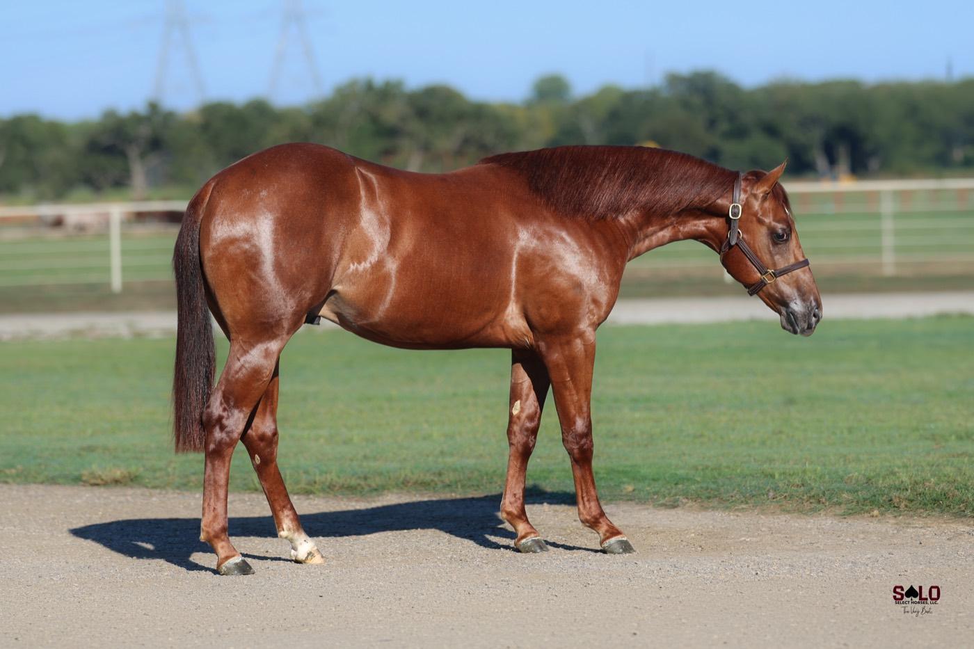 2025 sorrel colt Stinging, Hip 8057, by Doc's Hickory out of Tagging