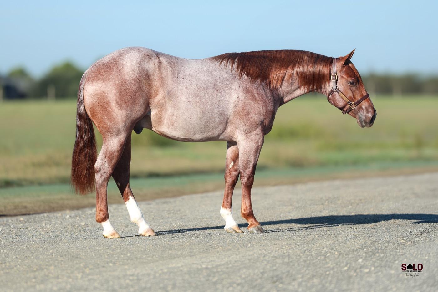 2025 red roan colt Streynger Things, Hip 6130, by Stevie Rey Von out of RPL Ich This