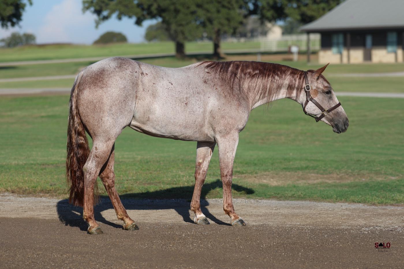 2024 red roan filly Takeofff, Hip 3120, by Third Edge out of Baybe Blue