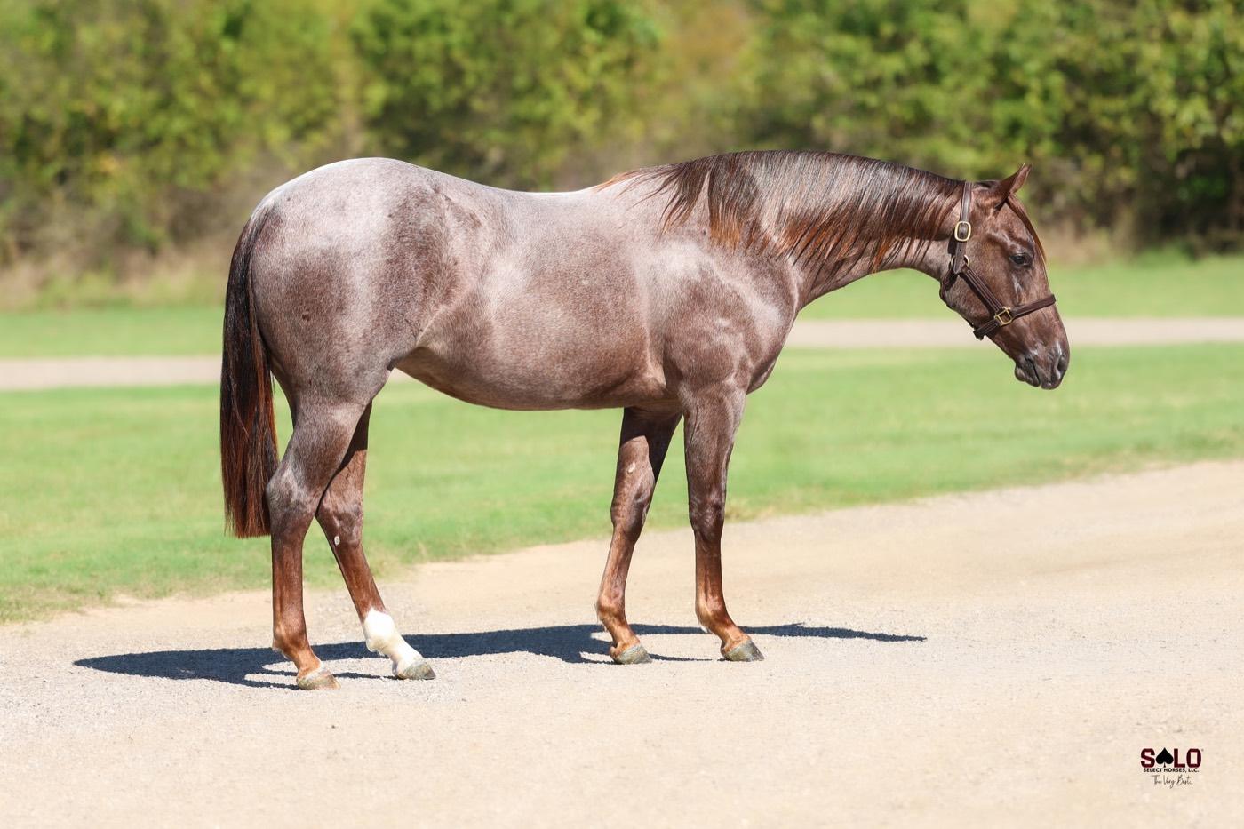 2025 red roan filly Name Pending, Hip 8062, by Third Edge out of Playerette