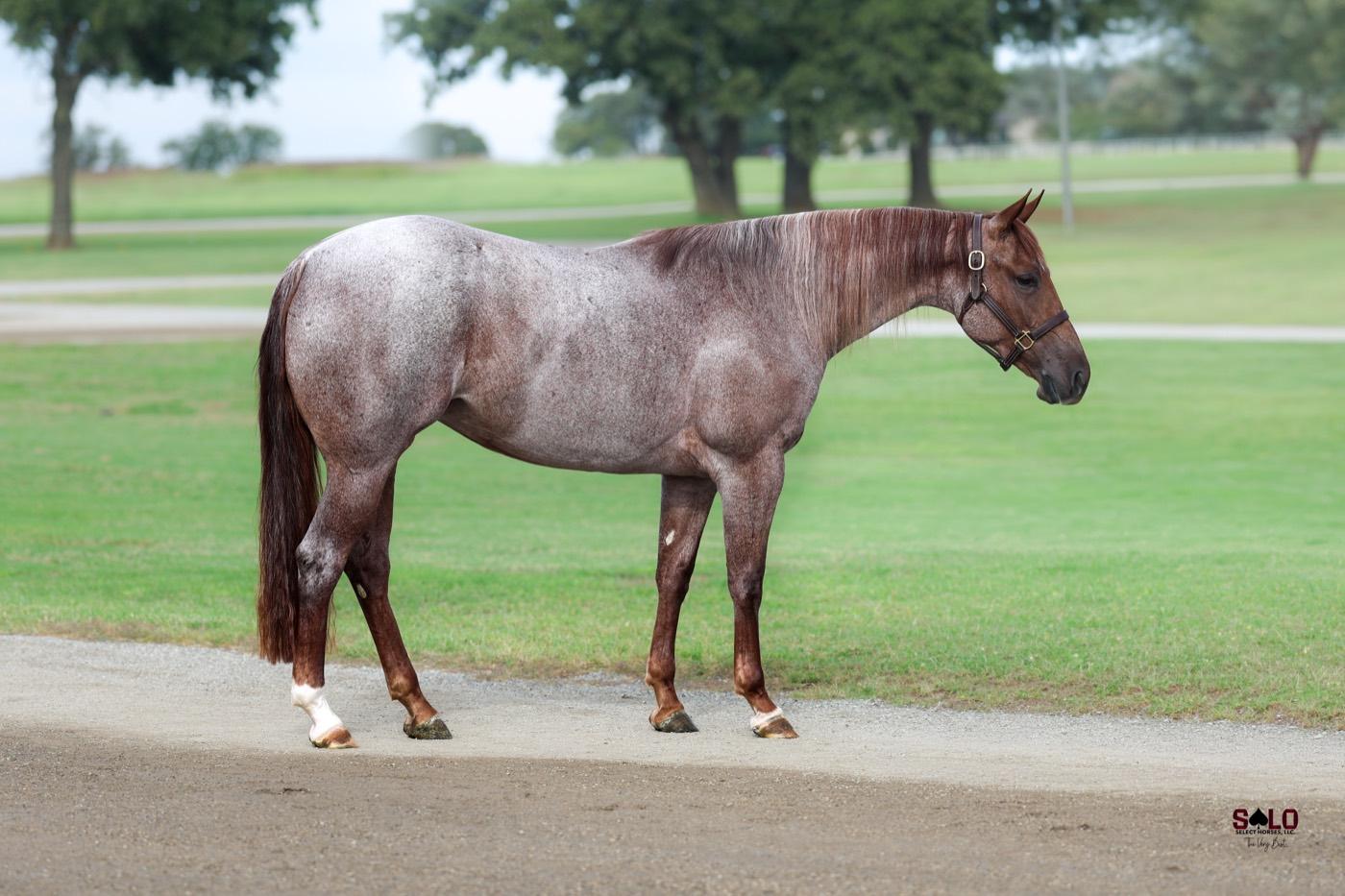 2024 red roan filly Third Quarter, Hip 1094, by Third Edge out of Purdy Bet