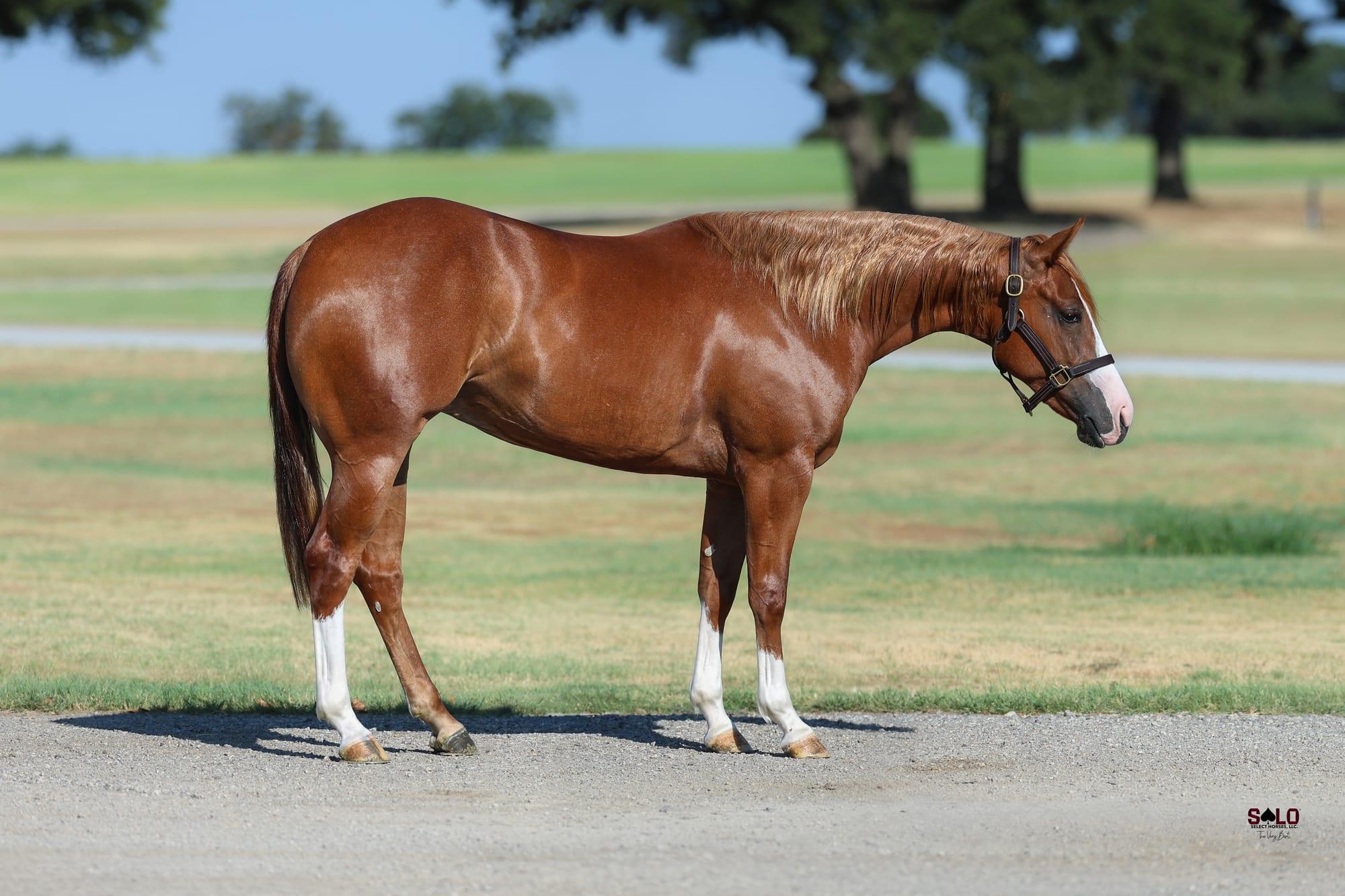 2024 sorrel filly Cuff It, Hip 1006, by Stevie Rey Von out of Shiners Tuff Chic