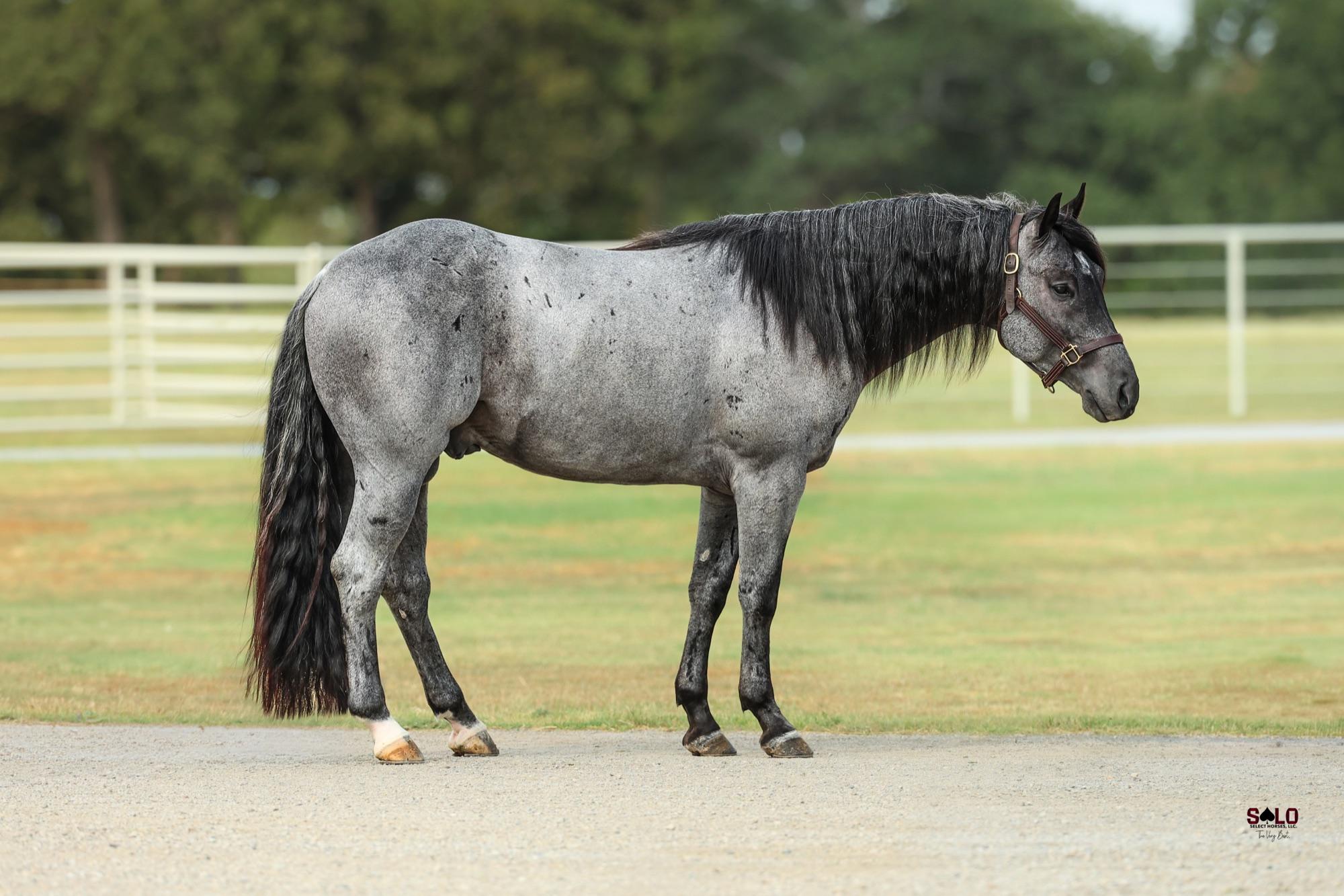 2023 blue roan stallion Bankkrolll, Hip 24 — conformation