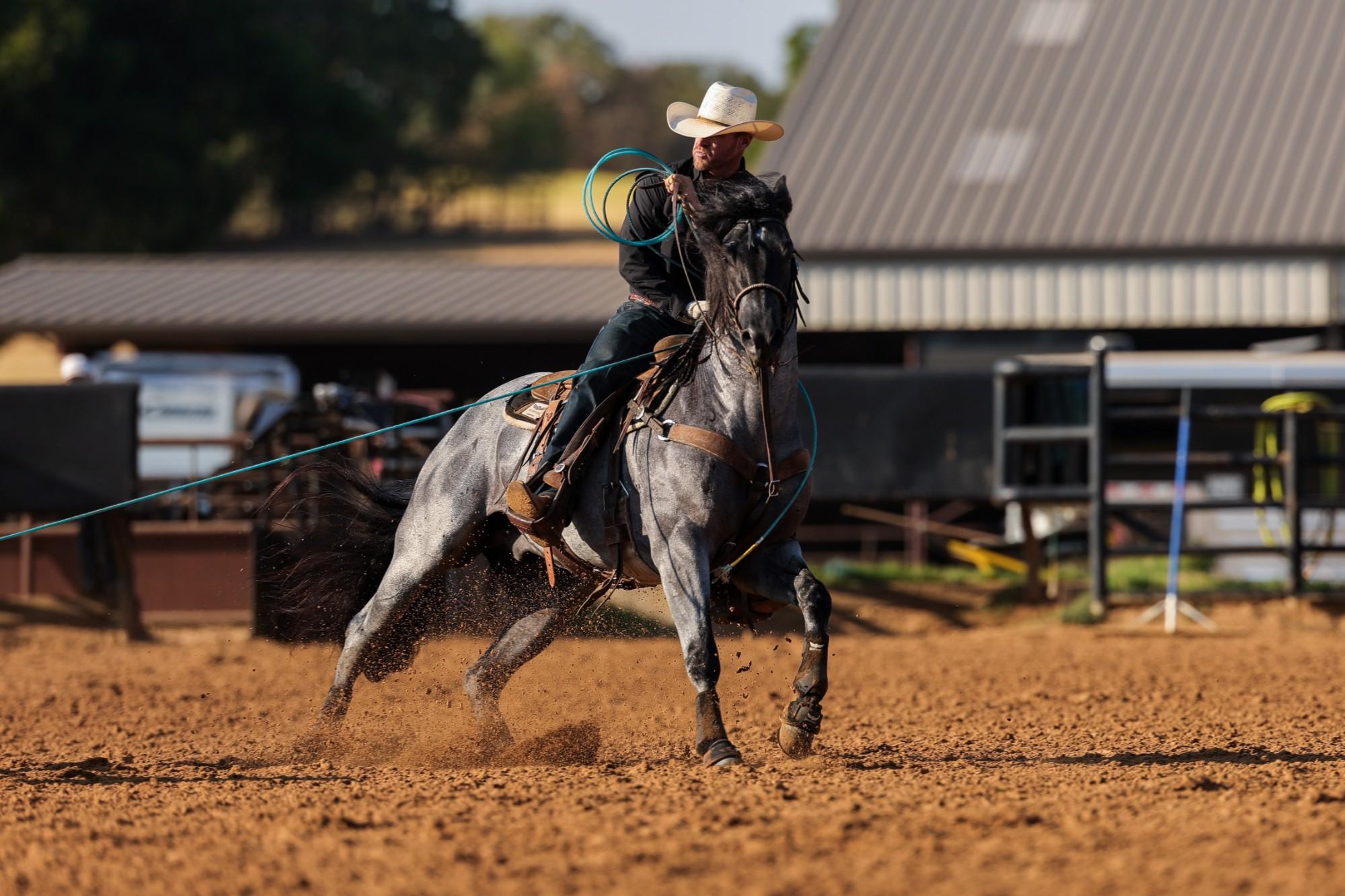 2023 blue roan stallion Bankkrolll, Hip 24 — in the arena