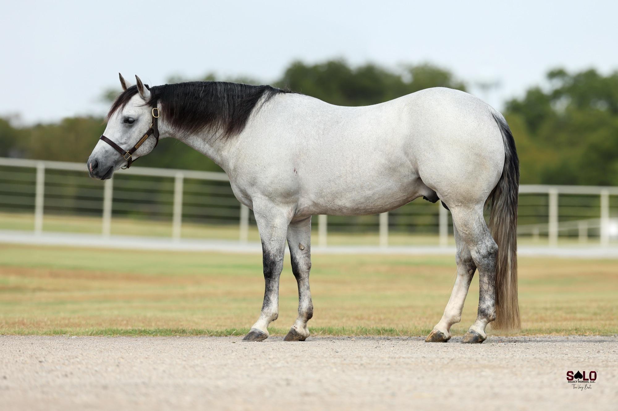 2023 grey roan stallion Cool Whips, Hip 26 — conformation