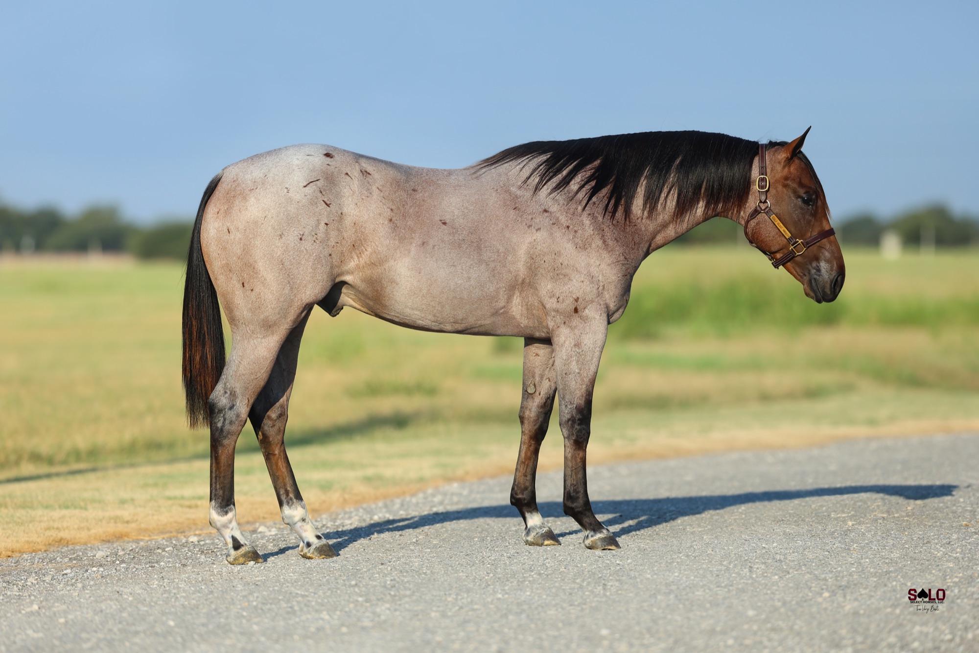 2025 bay roan stallion Lews Yo Self, Hip 17 — conformation