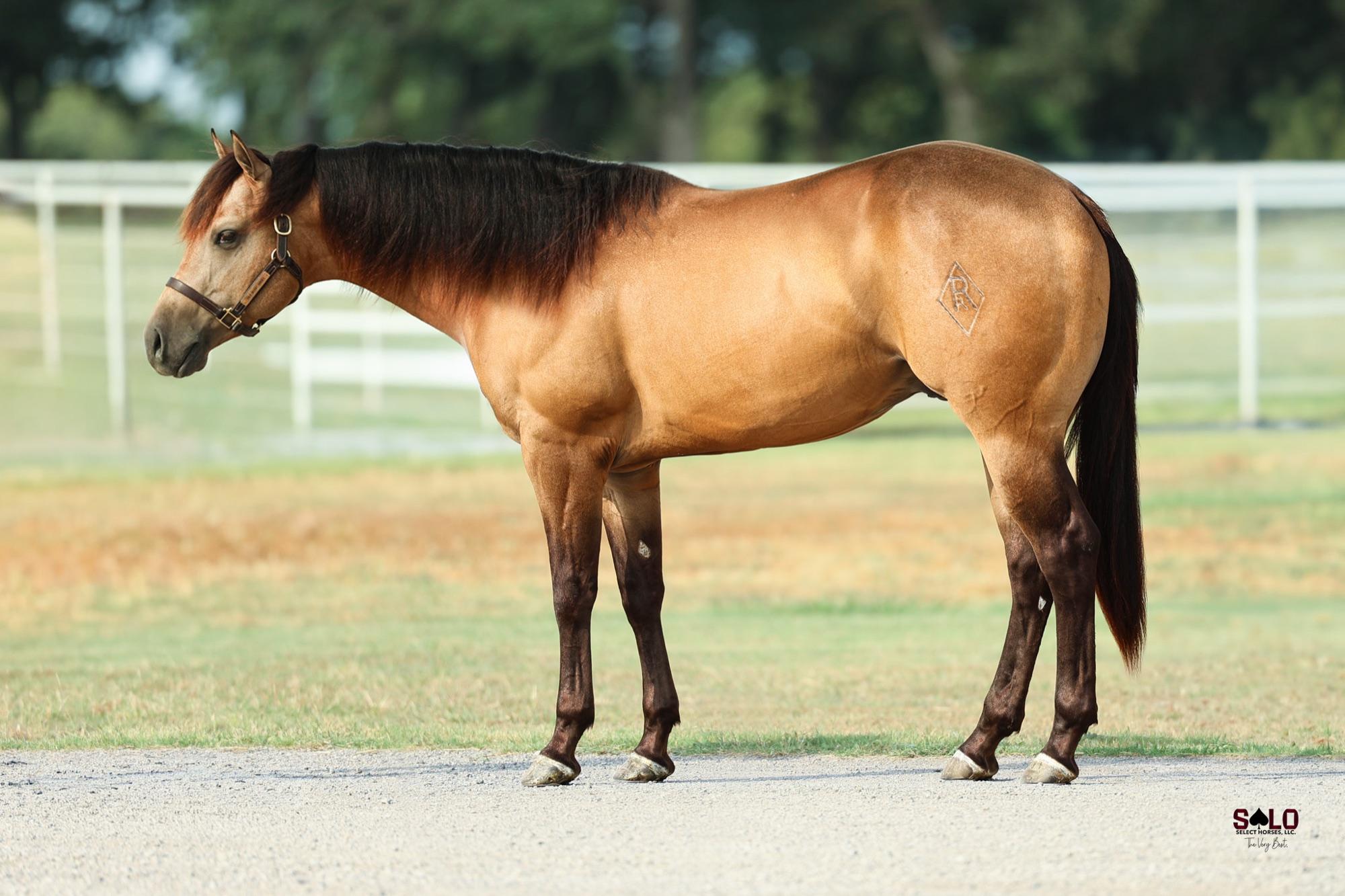 2024 buckskin stallion Titos N Buckles, Hip 32 — conformation