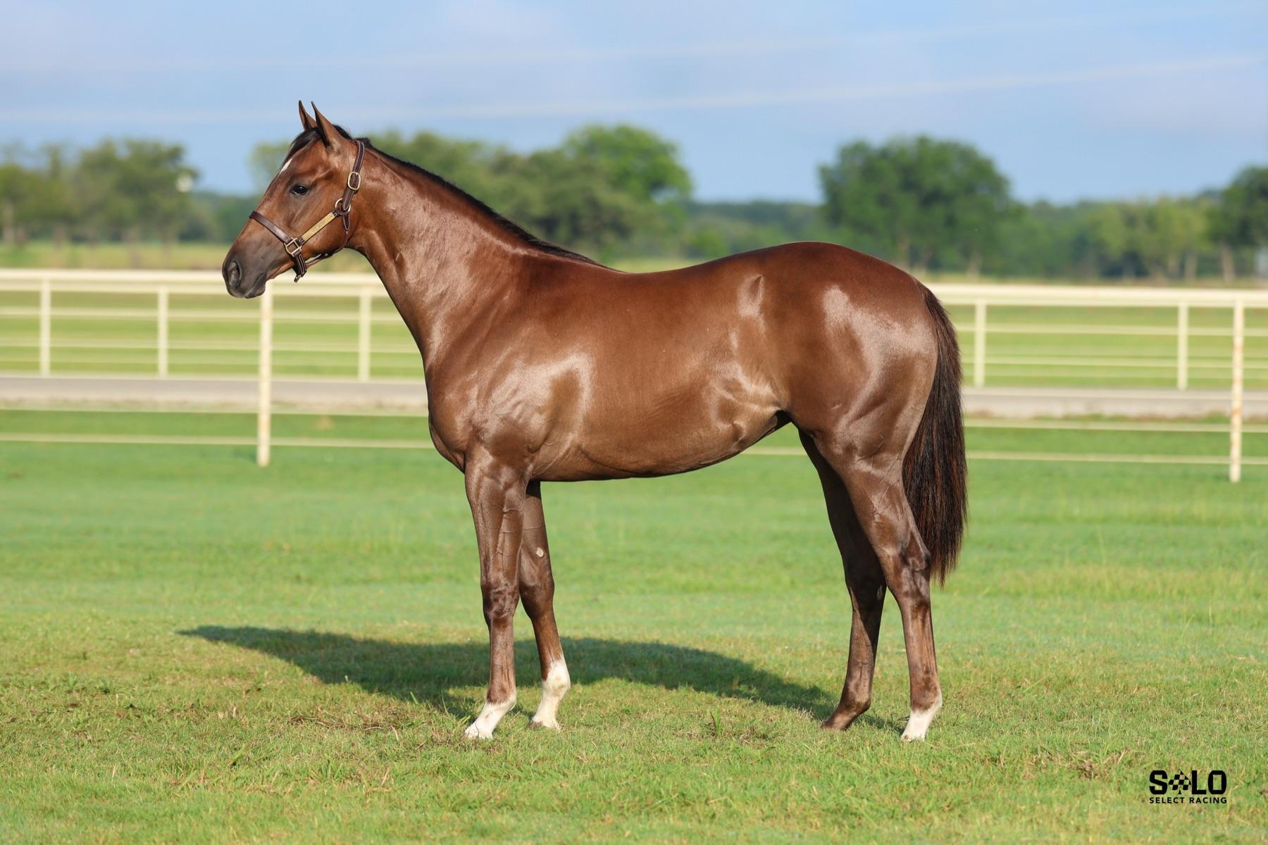 Alitical Dynasty, a yearling consigned by Solo Select Racing to the 2026 Ruidoso Select Yearling Sale