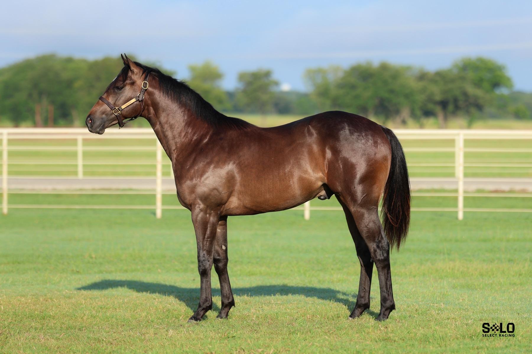 Bode Peak, Hip 173, stood for its Solo Select Racing sale photo