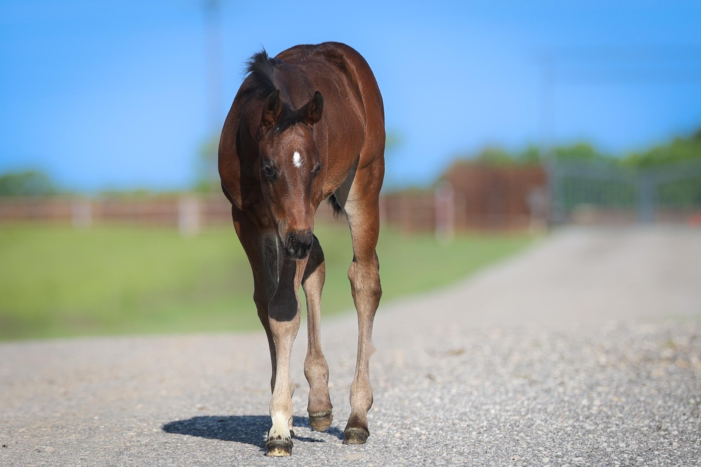 A newborn foal walking a farm road at Solo Select in North Texas
