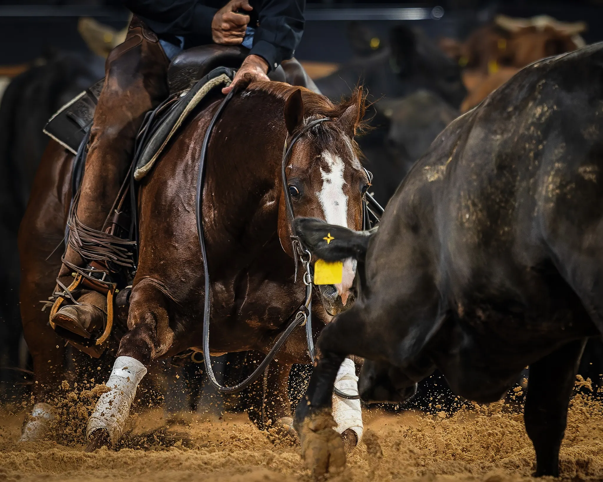 LBR Hangem, sorrel cutting stallion at Solo Select Horses — photo 2