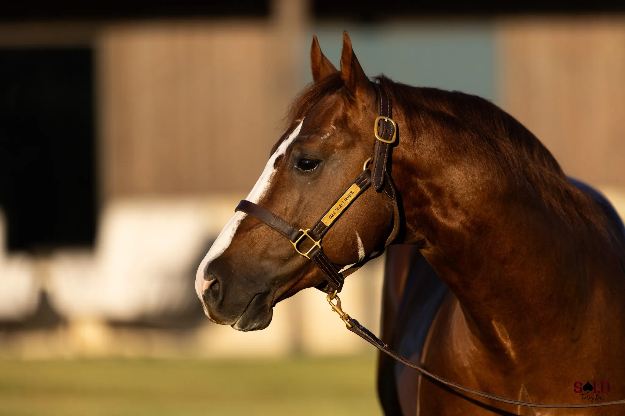 LBR Hangem, sorrel cutting stallion at Solo Select Horses — photo 1