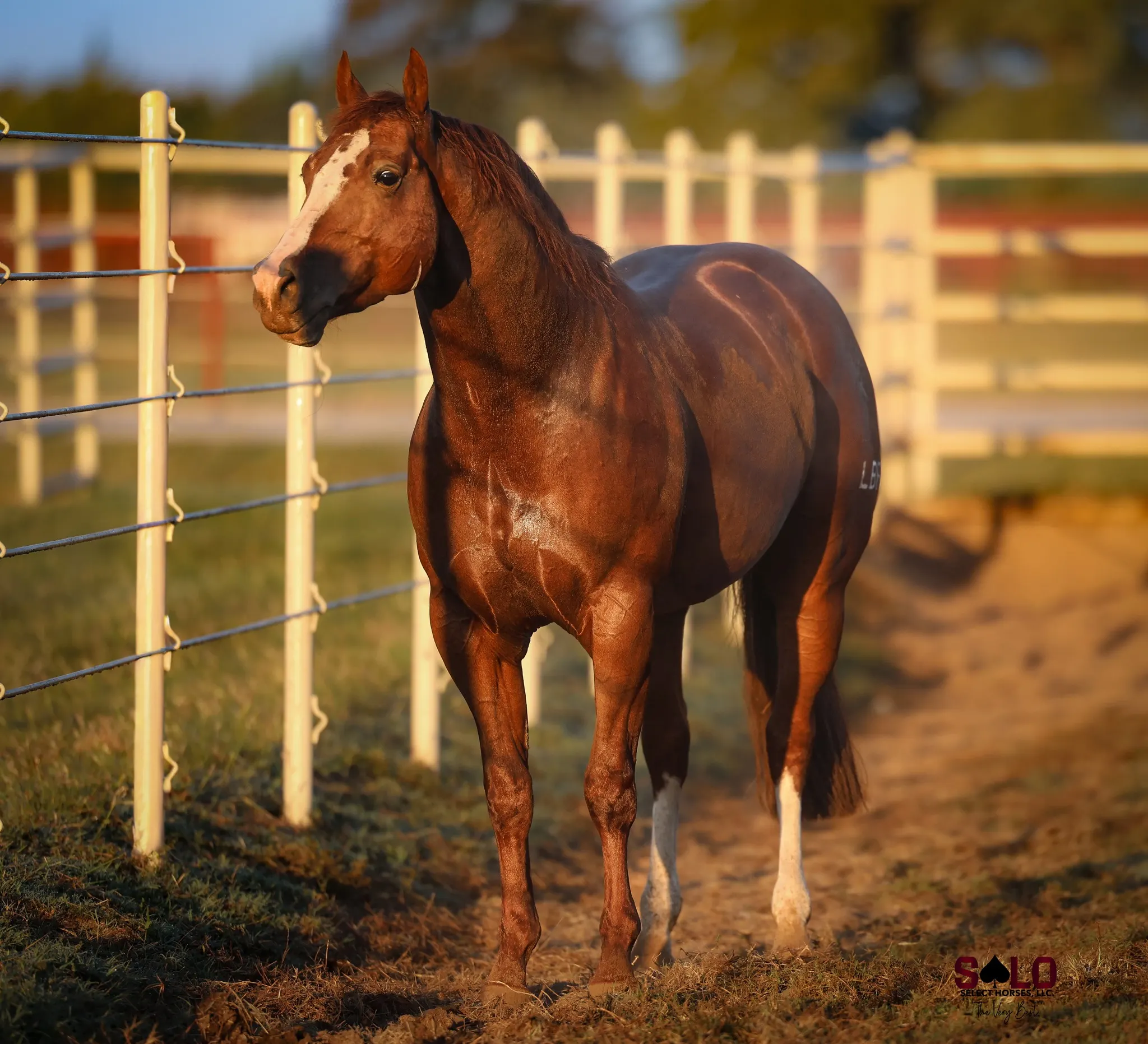 LBR Hangem, sorrel cutting stallion at Solo Select Horses — photo 5